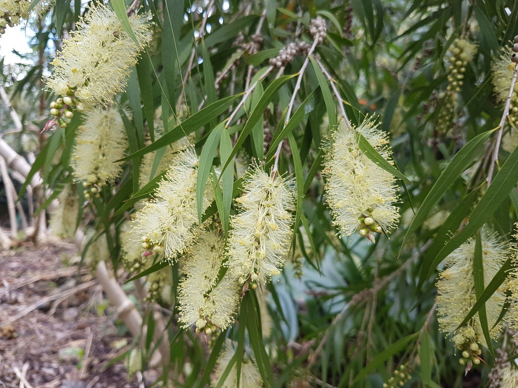 Bottle Brush Melaleuca Blumensamen zur Aussaat hochwertige Qualitäts- Traditionssorte & ohne Gentechnik Samen Hausgarten