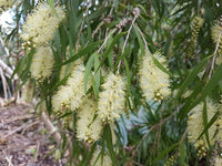 Bottle Brush Melaleuca Blumensamen zur Aussaat hochwertige Qualitäts- Traditionssorte & ohne Gentechnik Samen Hausgarten