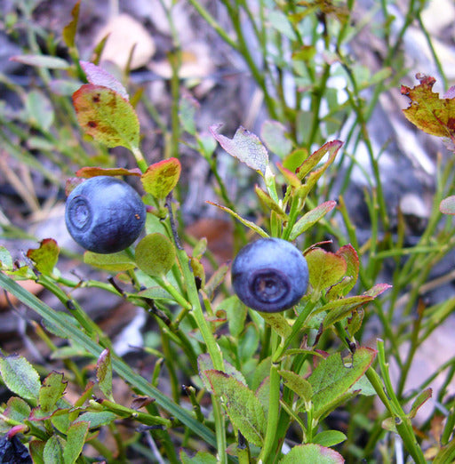 Heidelbeere Frucht samen für einfaches Anpflanzen