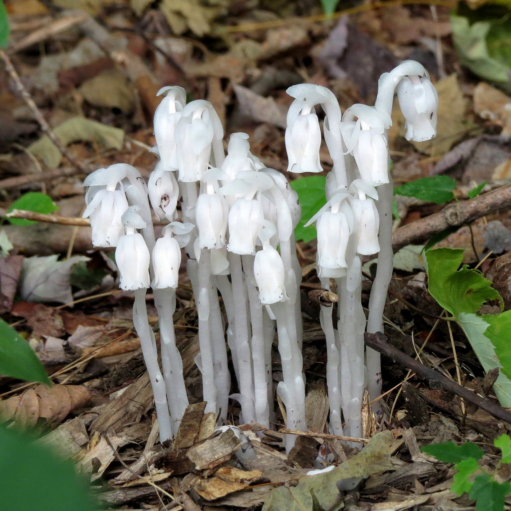 Weiß Monotropa Uniflora Blumensamen zur Aussaat Samen einzigartig und selten Blüten