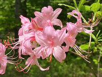 klein Rosa Rhododendron Blumensamen zur Aussaat lang Blüte Saison Traditionssorte & ohne Gentechnik Samen Hausgarten