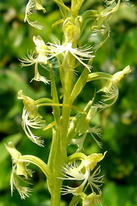 Fringed Orchidee Blumensamen zur Aussaat ideal Rabatten Traditionssorte & ohne Gentechnik Samen Hausgarten