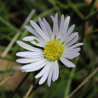 Brachyscome Blumensamen zur Aussaat leuchtend Blüten Traditionssorte & ohne Gentechnik Samen Hausgarten