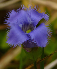 Blau Gentian Fringed Blumensamen zur Aussaat – duftend Blüten – Traditionssorte & ohne Gentechnik Samen Hausgarten