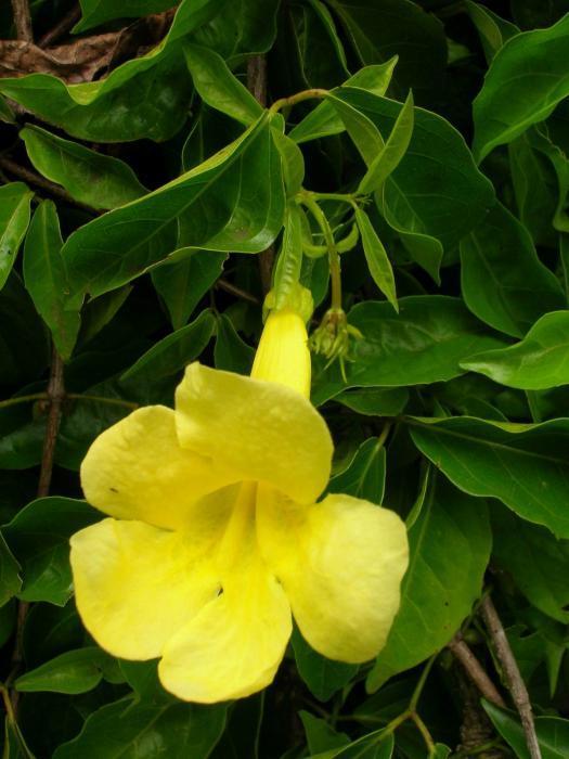Dolichandra Unguis Blumensamen zur Aussaat saisonal Dauerblüher Traditionssorte & ohne Gentechnik Samen Hausgarten