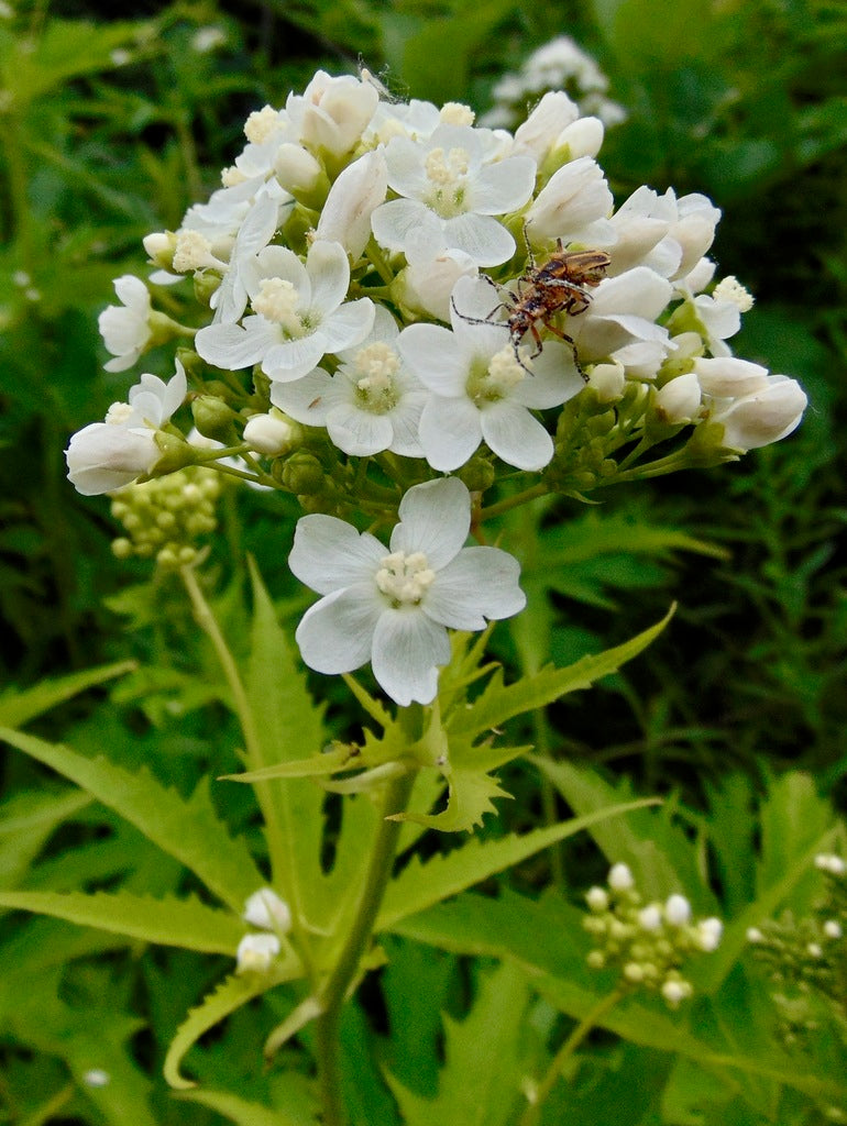 Glade Mallow Blumensamen zur Aussaat lang Blüte Saison Traditionssorte & ohne Gentechnik Samen Hausgarten