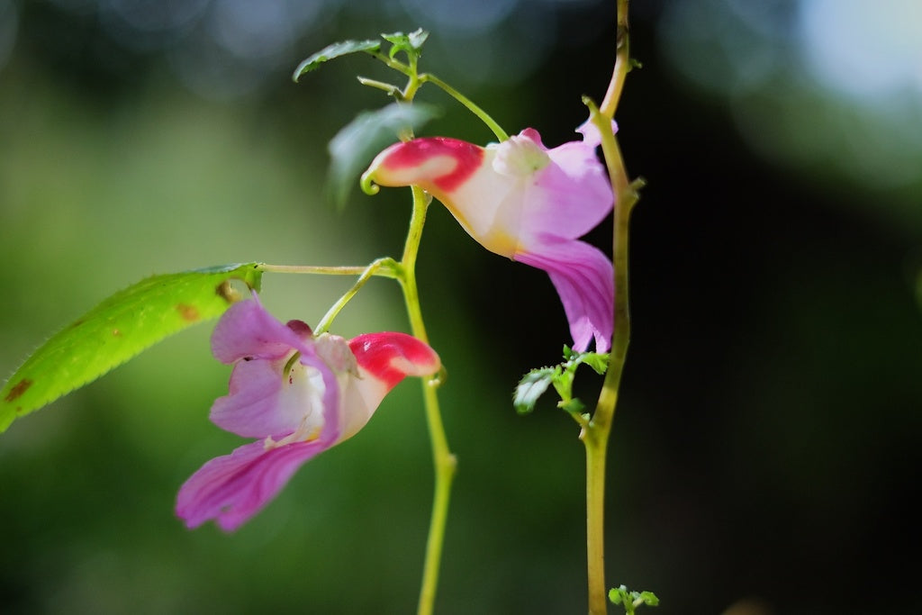 Impatiens Psittacina Blumensamen zur Aussaat robust Sorte Traditionssorte & ohne Gentechnik Samen Hausgarten