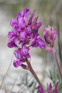 Oxytropsis Lambertii Blumensamen zur Aussaat hochwertige Qualitäts- Traditionssorte & ohne Gentechnik Samen Hausgarten
