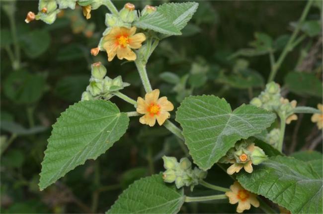 Country Mallow (Sida cordifolia) Bala / Flannel Weed Blumensamen