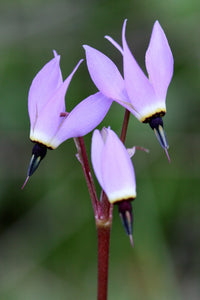 Lila Dodecatheon Blumensamen zur Aussaat – Schnitt Blume beliebt – Traditionssorte & ohne Gentechnik Samen Hausgarten