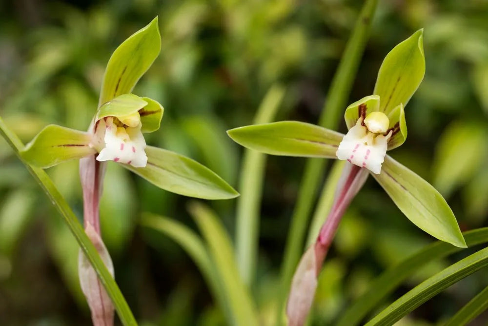 zart Grün Cymbidium Maxillaria Goeringii Samen zur Aussaat Bestäuber freundlich Traditionssorte & ohne Gentechnik Samen Hausgarten