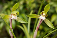 zart Grün Cymbidium Maxillaria Goeringii Samen zur Aussaat Bestäuber freundlich Traditionssorte & ohne Gentechnik Samen Hausgarten