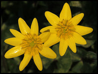 Celandine Blumensamen zur Aussaat Bestäuber freundlich Traditionssorte & ohne Gentechnik Samen Hausgarten