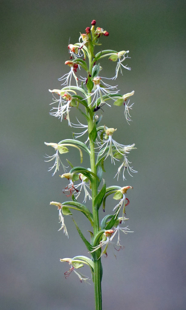 Fringed Orchidee Blumensamen zur Aussaat ideal Rabatten Traditionssorte & ohne Gentechnik Samen Hausgarten