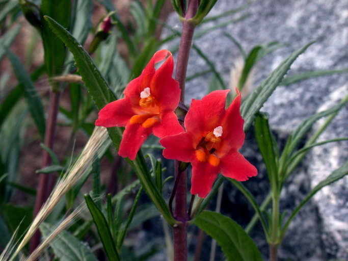 Rot Monkey Blumensamen zur Aussaat und Gardening
