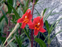 Rot Monkey Blumensamen zur Aussaat und Gardening