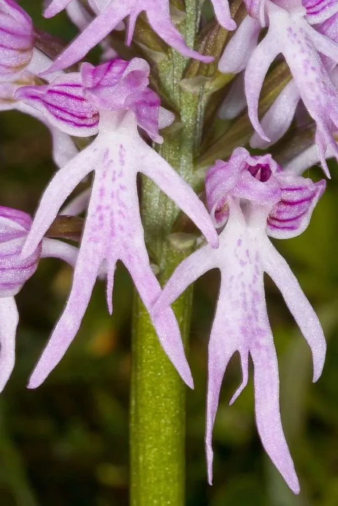 Lila Pyramid Monkey Orchidee Blumensamen zur Aussaat – Garten beliebt – Traditionssorte & ohne Gentechnik Samen Hausgarten