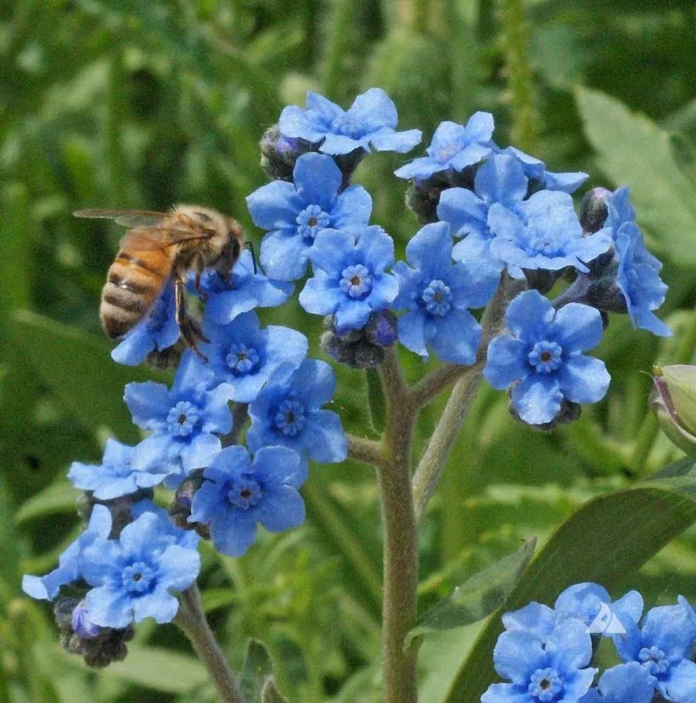 Blau Cynoglossum Blumensamen zur Aussaat – leuchtend – Traditionssorte & ohne Gentechnik Samen Hausgarten