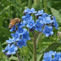 Blau Cynoglossum Blumensamen zur Aussaat – leuchtend – Traditionssorte & ohne Gentechnik Samen Hausgarten