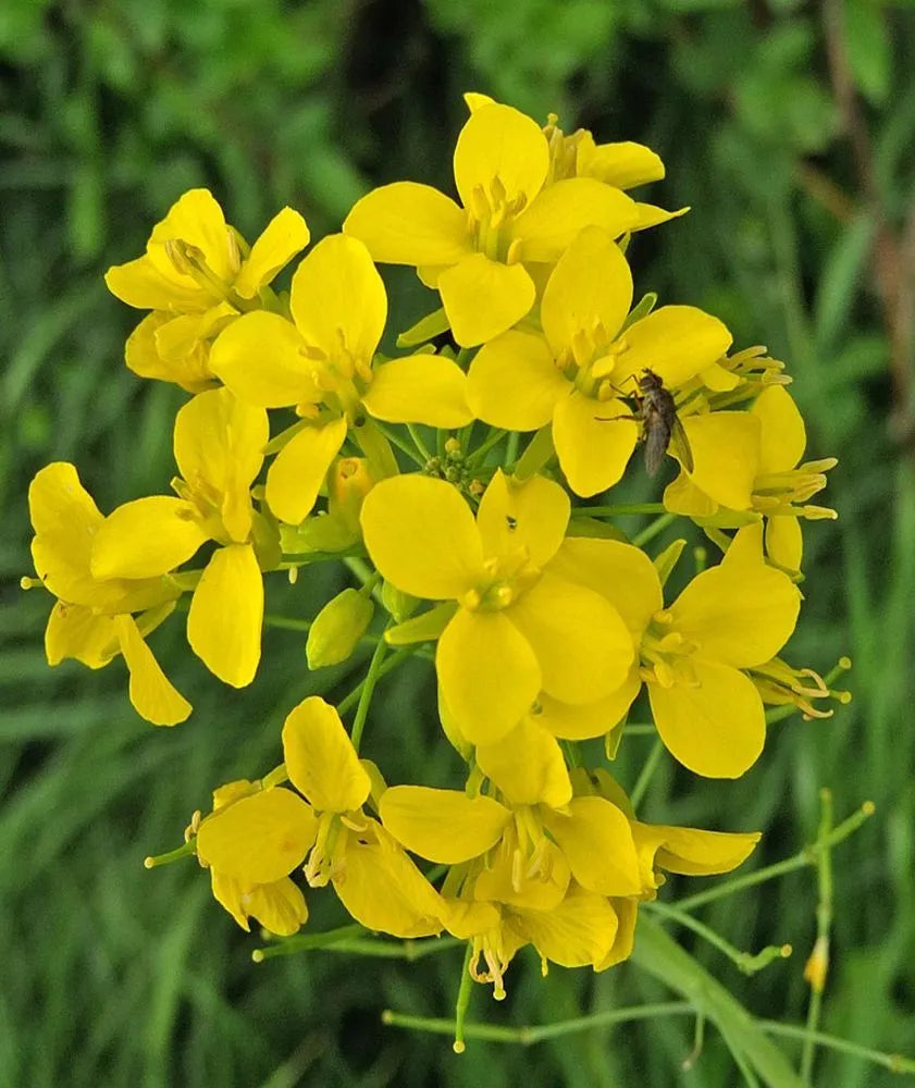 Gelb Edible Rape Blumensamen zur Aussaat