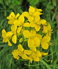 Gelb Edible Rape Blumensamen zur Aussaat
