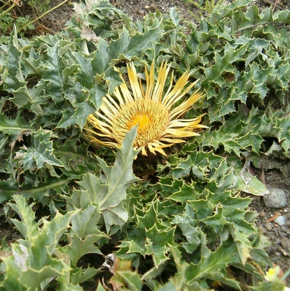 Acanthifolia Blumensamen zur Aussaat duftend Blüten Traditionssorte & ohne Gentechnik Samen Hausgarten