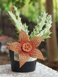 Stapelia Variegata Blumensamen zur Aussaat – Garten beliebt – Traditionssorte & ohne Gentechnik Samen Hausgarten