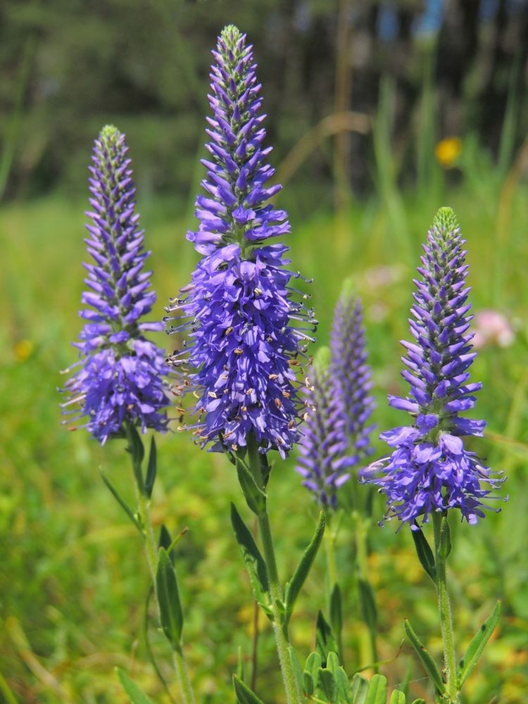 Lila Veronica Spicata Blumensamen zur Aussaat Landhaus Garten wichtig Traditionssorte & ohne Gentechnik Samen Hausgarten