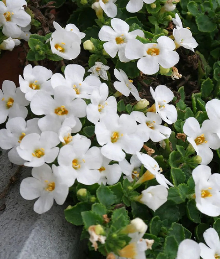 Bacopa Blumensamen zur Aussaat – duftend Blüten – Traditionssorte & ohne Gentechnik Samen Hausgarten