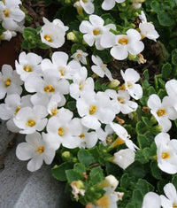 Bacopa Blumensamen zur Aussaat – duftend Blüten – Traditionssorte & ohne Gentechnik Samen Hausgarten