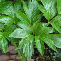 Ashitaba Samen For Aussaat - anbauen Your Own Herbal Wellness Pflanze