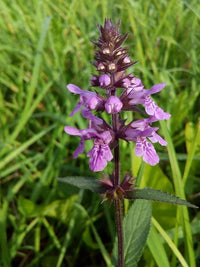 Lavendel Labiatae Blumensamen zur Aussaat robust Sorte Traditionssorte & ohne Gentechnik Samen Hausgarten
