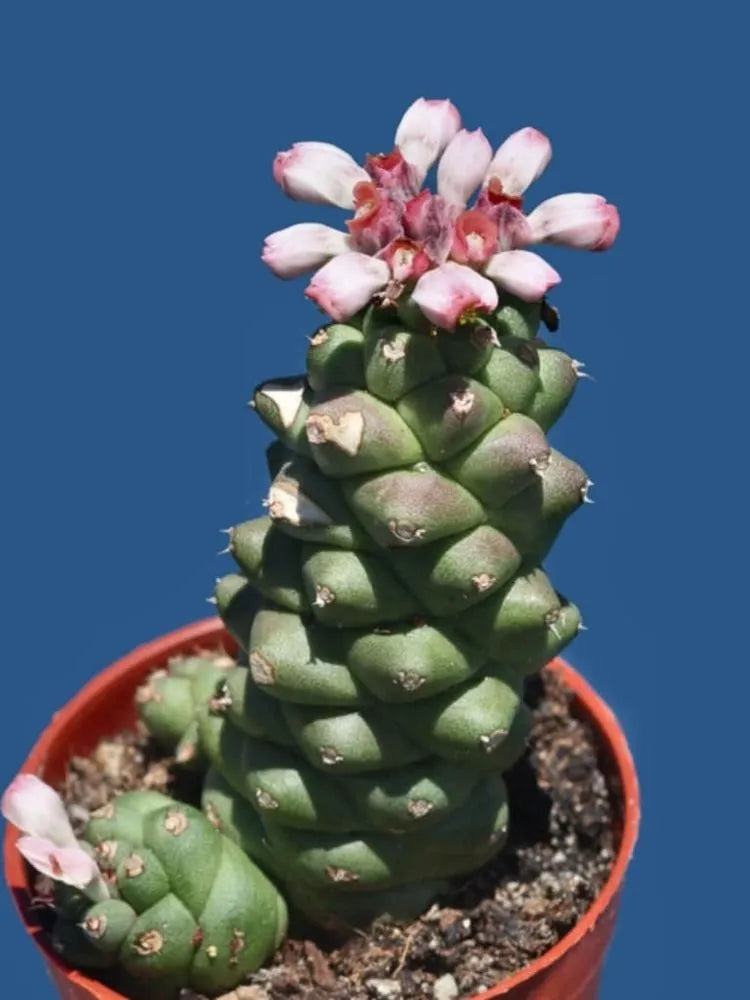 Monadenium Blumensamen zur Aussaat – pflegeleicht – Traditionssorte & ohne Gentechnik Samen Hausgarten