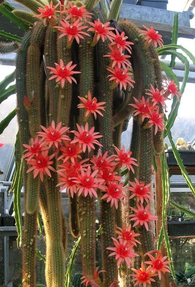 Hildewintera Blumensamen zur Aussaat duftend Blüten Traditionssorte & ohne Gentechnik Samen Hausgarten