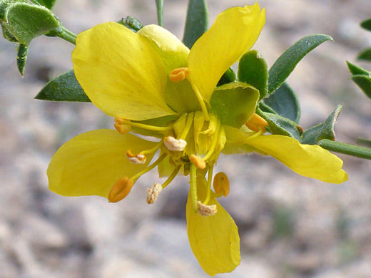 Larrea Tridentata Blumensamen zur Aussaat robust Sorte Traditionssorte & ohne Gentechnik Samen Hausgarten
