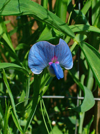 Blau lathyrus sativus blume samen for garten anpflanzung