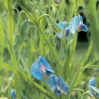 Blau lathyrus sativus blumen in garten bed
