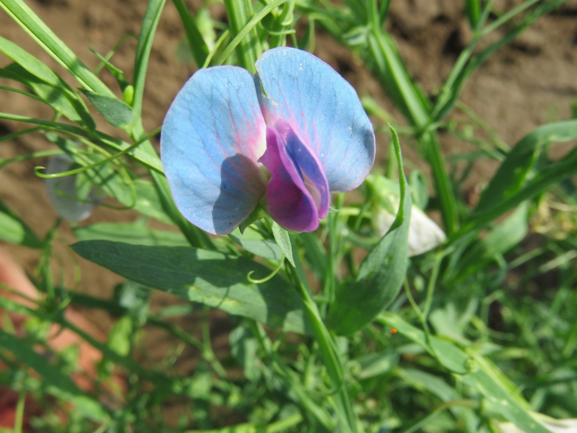 Lathyrus sativus pflanze with blau blossoms