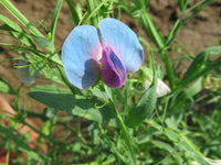 Lathyrus sativus pflanze with blau blossoms