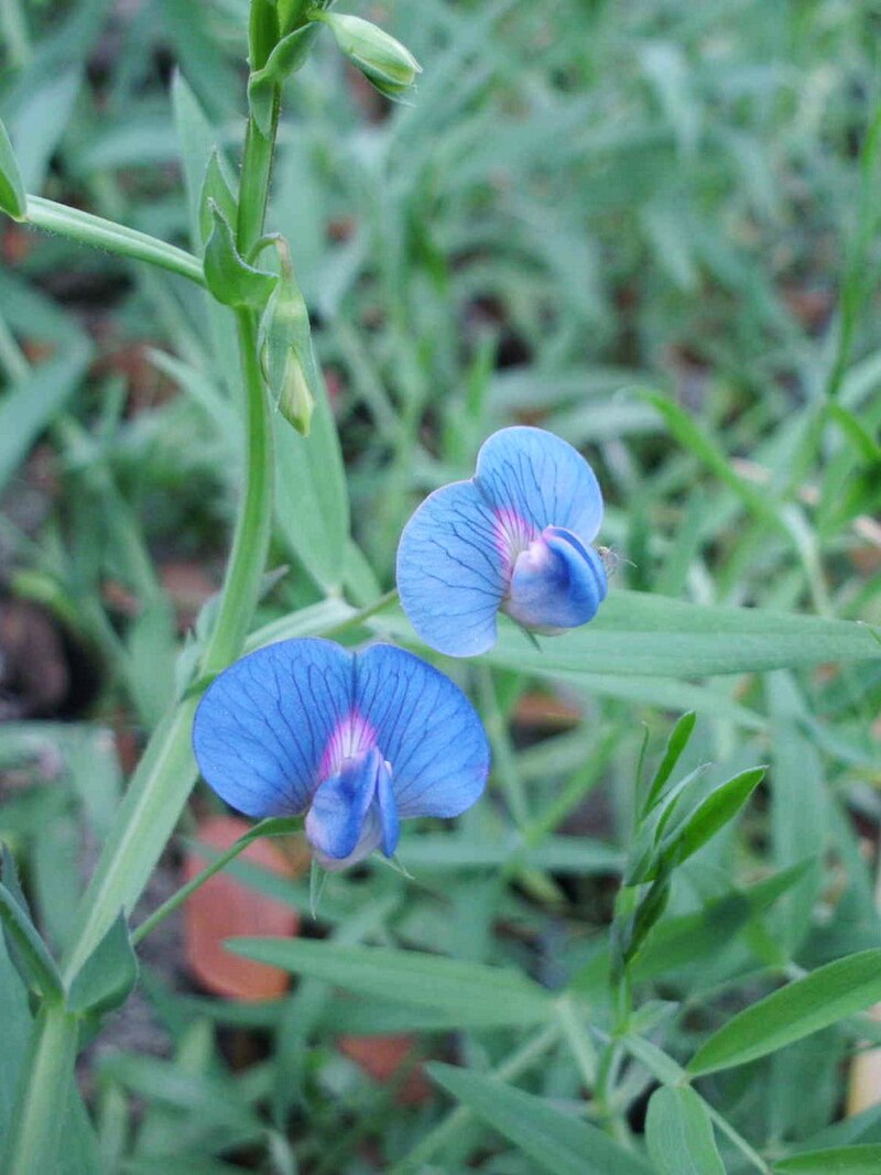 Lathyrus sativus seedlings keimend in soil