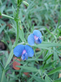 Lathyrus sativus seedlings keimend in soil