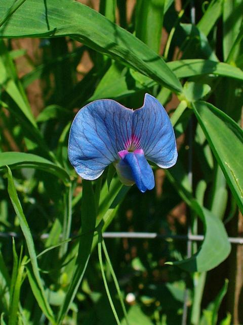 Blau Lathyrys Satuvys Blumensamen zur Aussaat – ideal Rabatten – Traditionssorte & ohne Gentechnik Samen Hausgarten