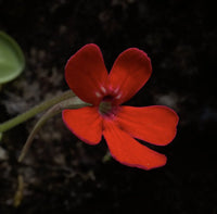 Laueana butterwort rot blumen blooming in garten