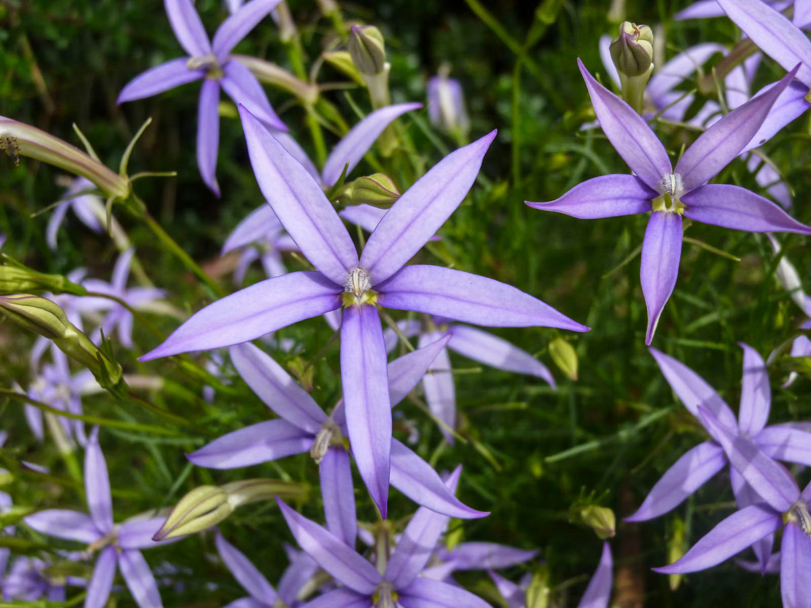 Vibrant blau laurentia axillaris samen for long-lasting flowering
