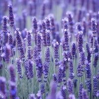 Angustifolia Blumensamen zur Aussaat leuchtend Traditionssorte & ohne Gentechnik Samen Hausgarten