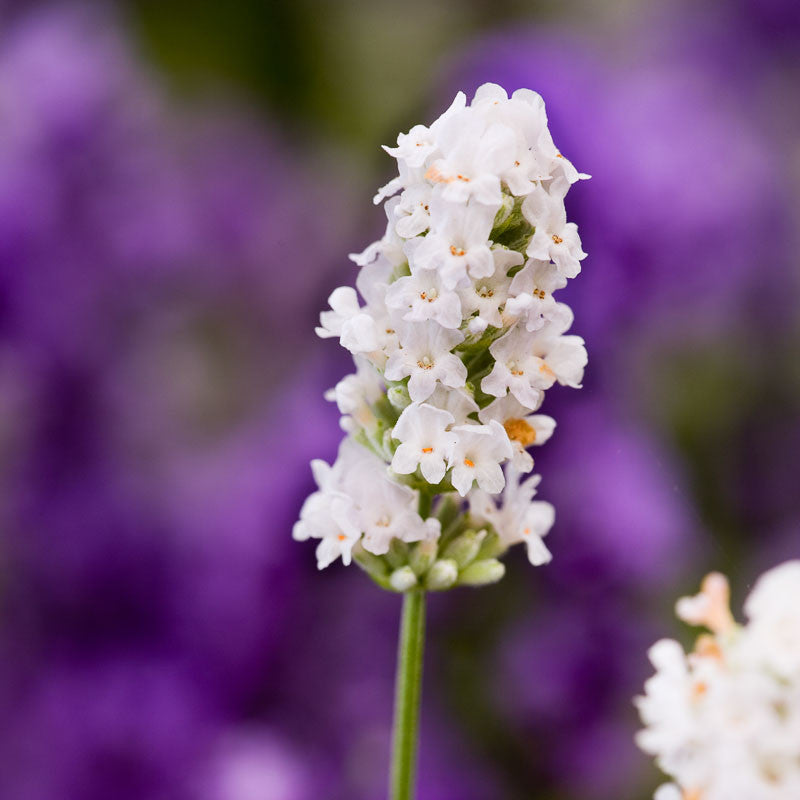 Lavendel Blumensamen zur Aussaat – Schnitt Blume beliebt – Traditionssorte & ohne Gentechnik Samen Hausgarten