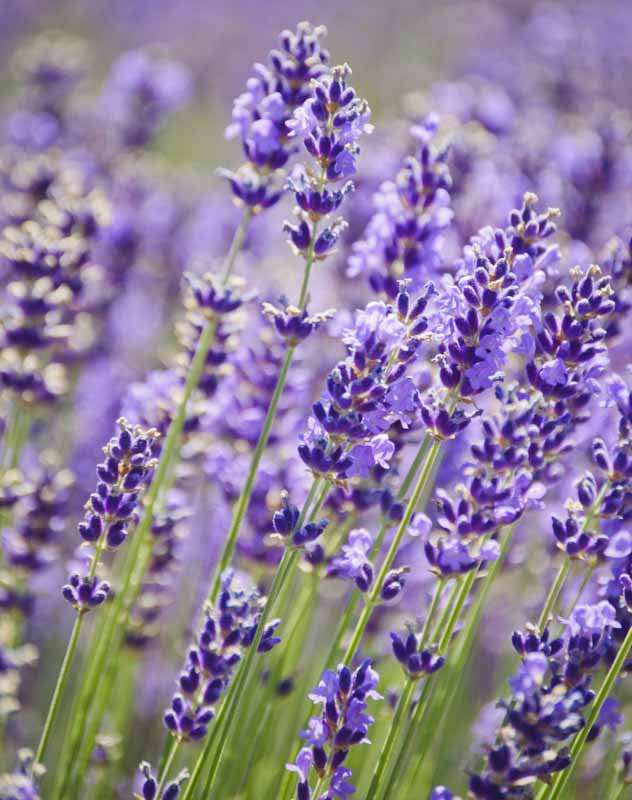 Violett Lavendel Blumensamen zur Aussaat – leuchtend Blüten – Traditionssorte & ohne Gentechnik Samen Hausgarten