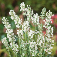 White Blume Lavandula angustifolia blooming from Samen