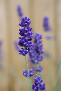 Blau Angustifolia Blumensamen zur Aussaat – robust Sorte – Traditionssorte & ohne Gentechnik Samen Hausgarten