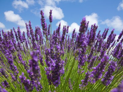 Lavandula latifolia Kraut Anbau in full sun